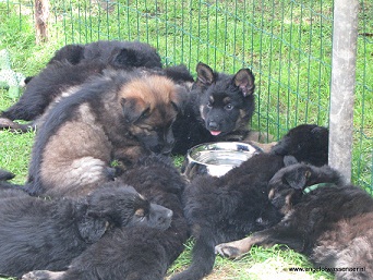 Close up van slapende Oudduitse Herder pups